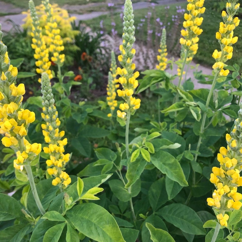 100 semillas de Carolina Lupin, planta nativa tolerante a la sequía, semillas perennes amarillas, semillas de flores silvestres para un prado de flores silvestres, sin OGM imagen 6