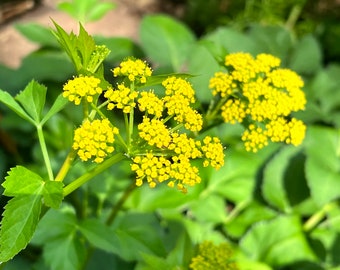 Golden Alexanders Seeds: US Native Wildflower, Pollinator Garden, Zizia aurea