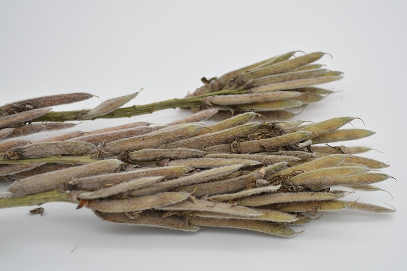 100 semillas de Carolina Lupin, planta nativa tolerante a la sequía, semillas perennes amarillas, semillas de flores silvestres para un prado de flores silvestres, sin OGM imagen 9