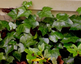 Ivy vine plant, 3 well started roots dark emerald green in color variegated veins ivy 6 inch roots white cobweb lines