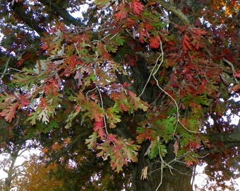 Alba White Oak tree Pink Oak plántula (quercus alba) roble pluma roble blanco, hermosa madera natural rosa en la primavera PREVENTA 29 de marzo