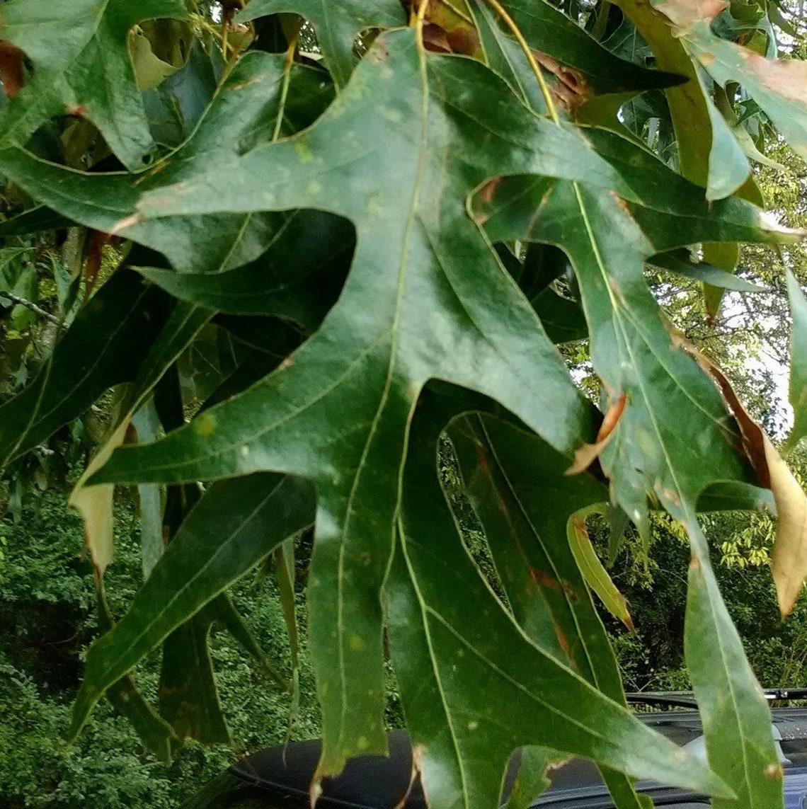 Southern Red Oak tree weeping longtail seedling that is 8 to Etsy