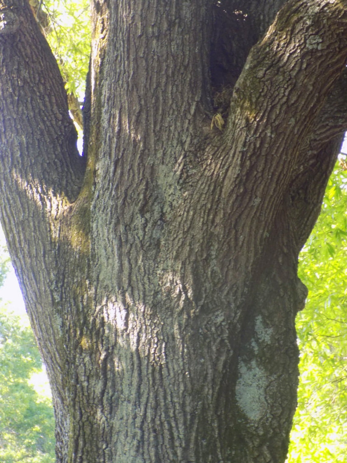 Willow Oak tree seedling that has well established roots Etsy