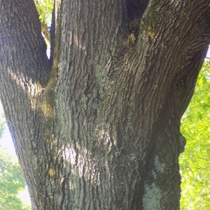 Willow Oak tree seedling that has well established roots quercus phellos bamboo leaves seed bonsai landscape color image 8