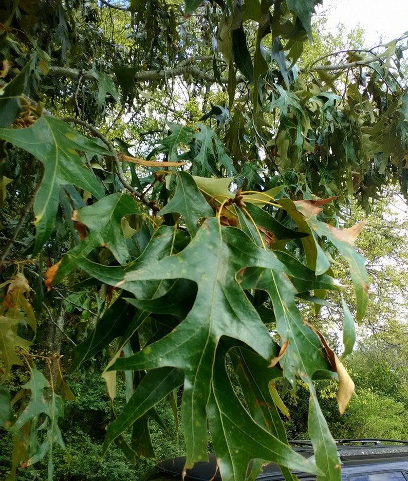 Southern Red Oak tree weeping longtail seedling that is 8 to Etsy
