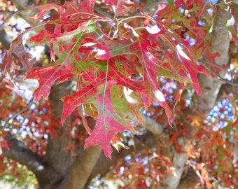Genuine Scarlet Oak tree seedling VERY well established 10 inches tall (quercus coccinea) seed acorn deep fall red color