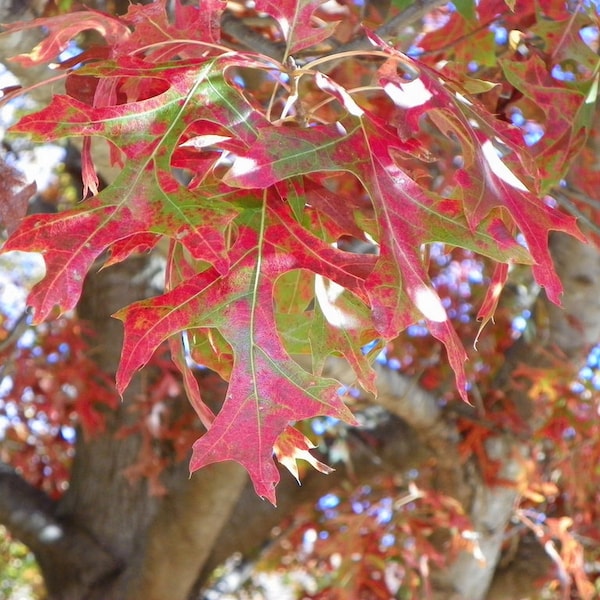 Genuine Scarlet Oak tree seedling VERY well established 10 inches tall (quercus coccinea) seed acorn deep fall red color Pre SALE March 29th