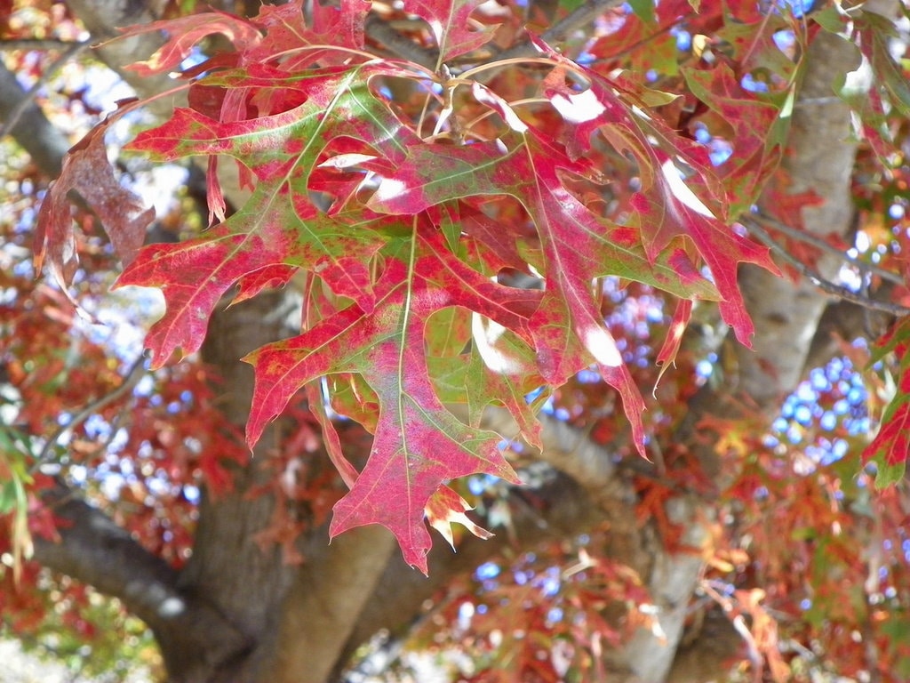Genuine Scarlet Oak tree seedling VERY well established 10 inches tall (quercus coccinea) seed acorn deep fall red color bonsai train