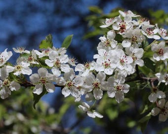 Bradford Pear Tree seedling or Callery Pear tree s 8 to 10 inches tall (pyrus calleryana) Pre Sale for March 29th 2025