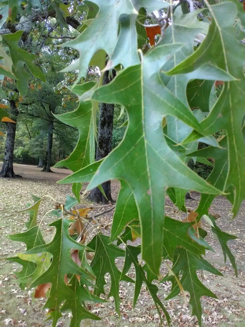 Fishbone Weeping Red Oak Tree Seedling well established roots Etsy