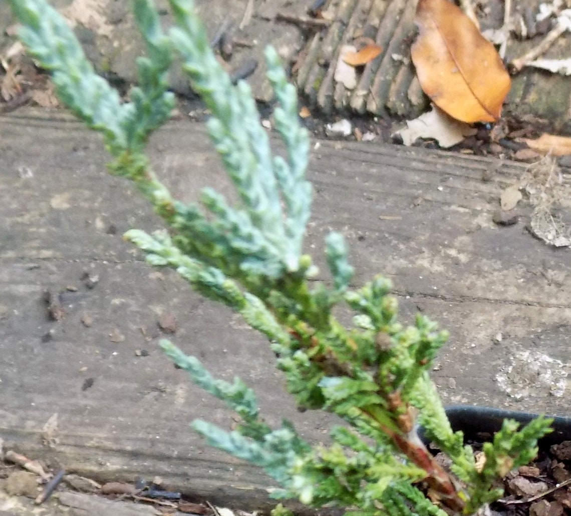 Blue arrow juniper tree hedge bush 6 to 8 inches tall etsy