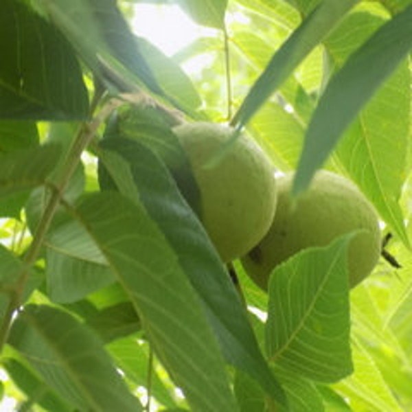 Black Walnut tree seedling 8 to 12 inches tall established seed nuts landscape (juglans nigra) shade cascade leaves fire wood best flavor