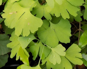 Gingko Biloba 'Maidenhair" tree seedling well established 8 to 12 inches tall  World's oldest tree yellow color fall seed SHAMROCK leaves