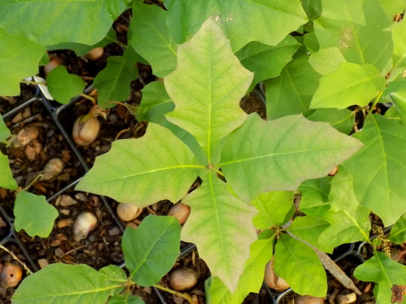 Scarlet Oak tree seedling quercus coccinea cuckoo clock Etsy
