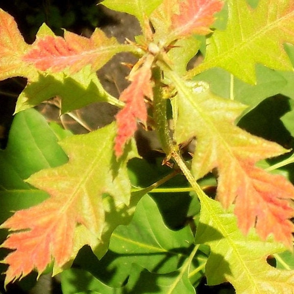 Scarlet Oak tree seedling  (quercus coccinea)  cuckoo clock leaf deep woods seed acorn deep red color fall forest look Pre Sale March 29th