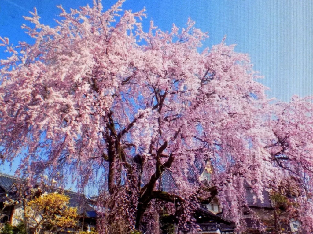 Japanese Weeping Cherry Tree That is 2nd Year 24 Inches Tall Etsy Canada