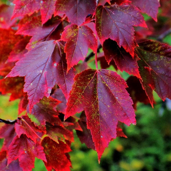 Brandywine Rubrum  Red Maple tree seedling well established 8 inches tall red fall color seed landscape must PRE SALE June 29th 2024