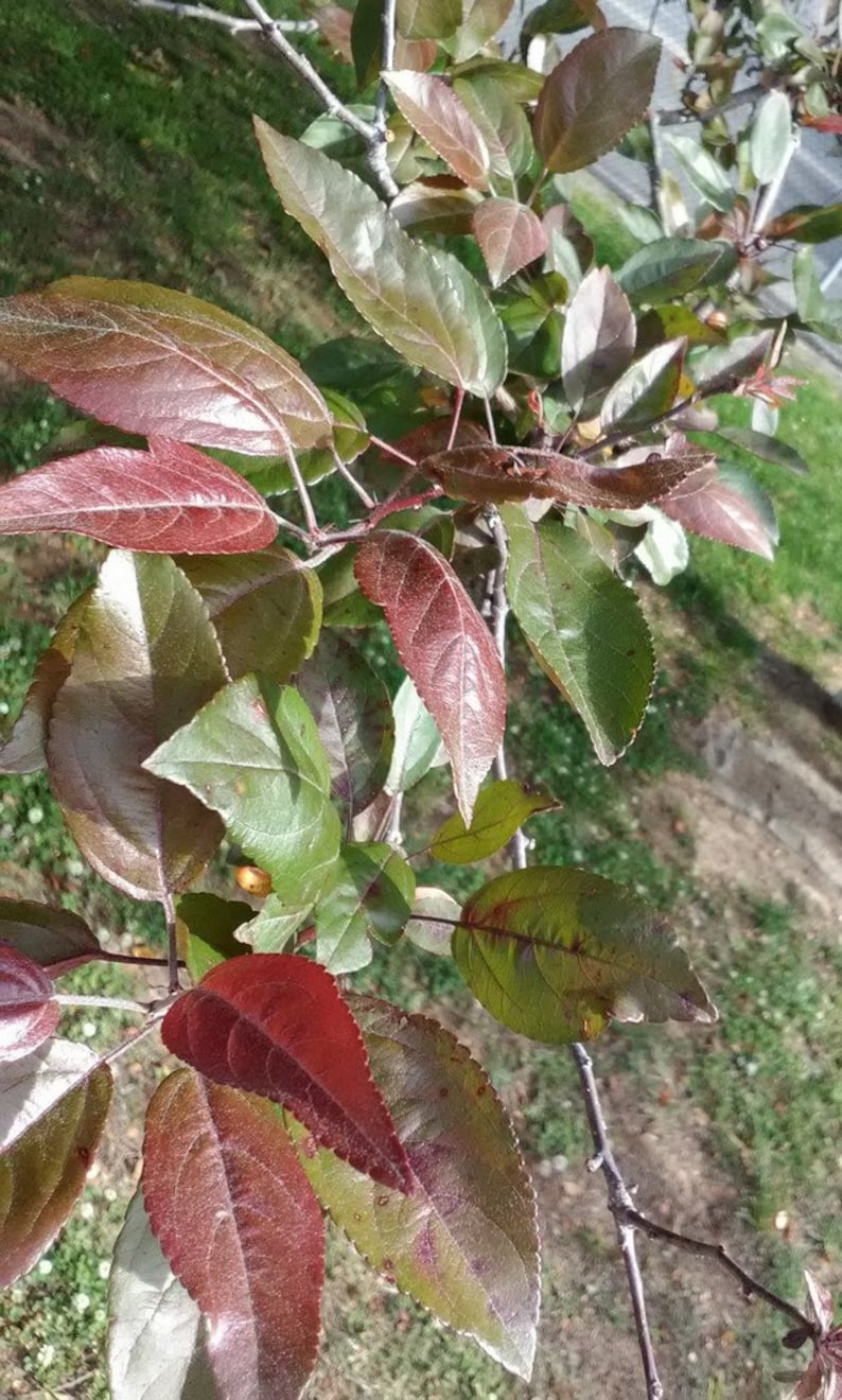 Japanese Weeping Cherry Tree Yearling 18 Inches Tall Pink - Etsy