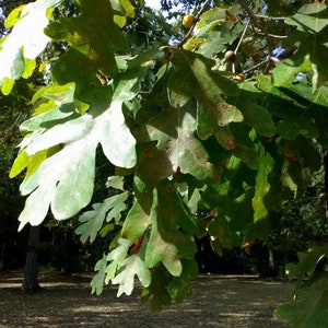 Old English Oak tree seedling  well established roots and 8 to 10 inches tall  world's oldest oak collector's strain Pre Sale March 29th2024