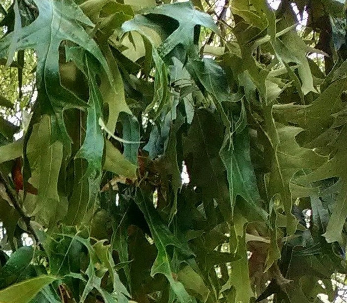 Southern Red Oak tree weeping longtail seedling that is 8 to Etsy