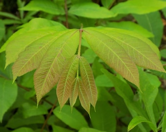 Papershell Pecan tree seedling well established root 8 to 10 inches tall (carya illinoinsensis)   excellent flavor