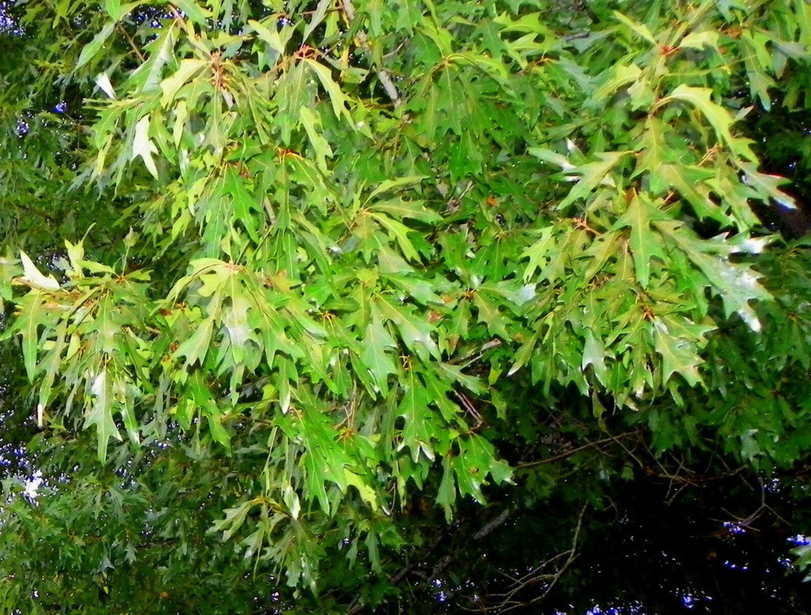 Chisos Red Oak Tree Seedling 10 to 12 Inches Well Established Etsy