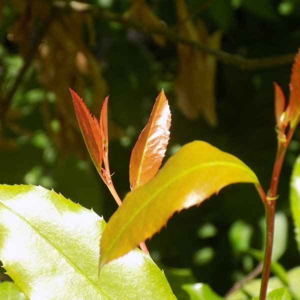 Cherry Laurel tree Hedge bush evergreen contorted leaves seed landscape shade stays beautiful year round gloss Bronze Tip Laurel