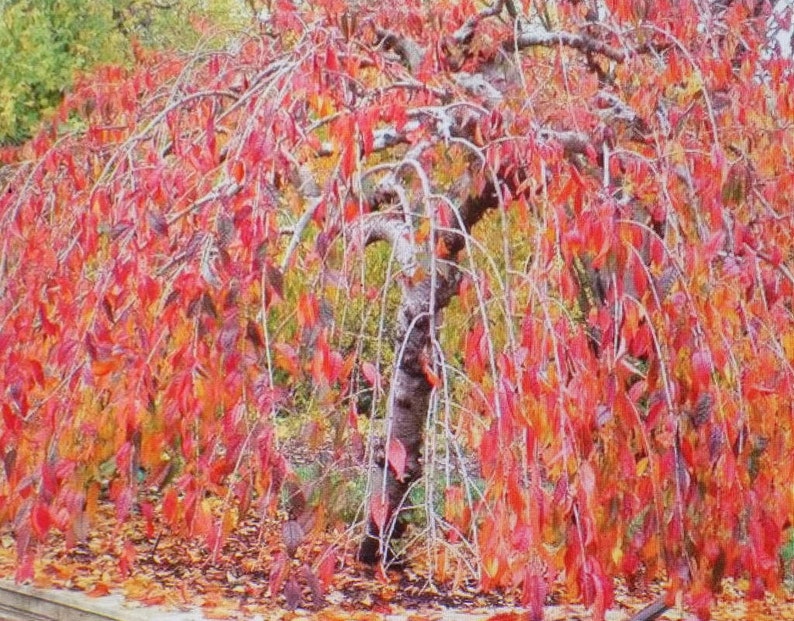 Japanese Weeping Cherry Tree That is 2nd Year 24 Inches Tall Etsy