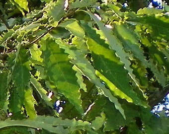 Chinquapin Oak tree Chinkapin oak (quercus muelenbergii) 8 to 10 inches tall roots canopy shade seed acorn SALE!!