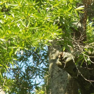 Willow Oak tree seedling that has well established roots quercus phellos bamboo leaves seed bonsai landscape color image 7