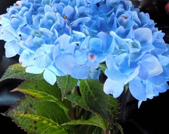 Les hortensias bleus tourterelles sont bien enracinés dans un pot de 4 pouces. Style de mariage ! Prévente de semences de plantes d'arbres, etc. le 29 avril