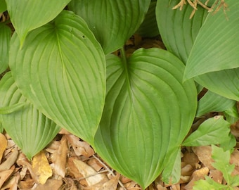 Green Ventricosa Hosta year old established roots. heart shaped leaves silky lines, shine, etc