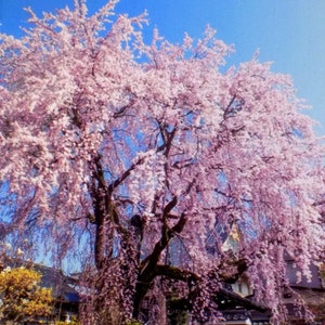 Japanese Weeping Cherry Tree yearling 18 inches tall pink flower ornament ornamental pendula seed bonsai