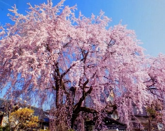 Japanese Weeping Cherry Tree yearling 18 inches tall pink flower ornament ornamental pendula seed bonsai