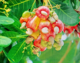 Noix de cajou, semis de pommier de cajou, noix de 20 cm de haut, graines de gland, nourriture (anacardium occidentale)