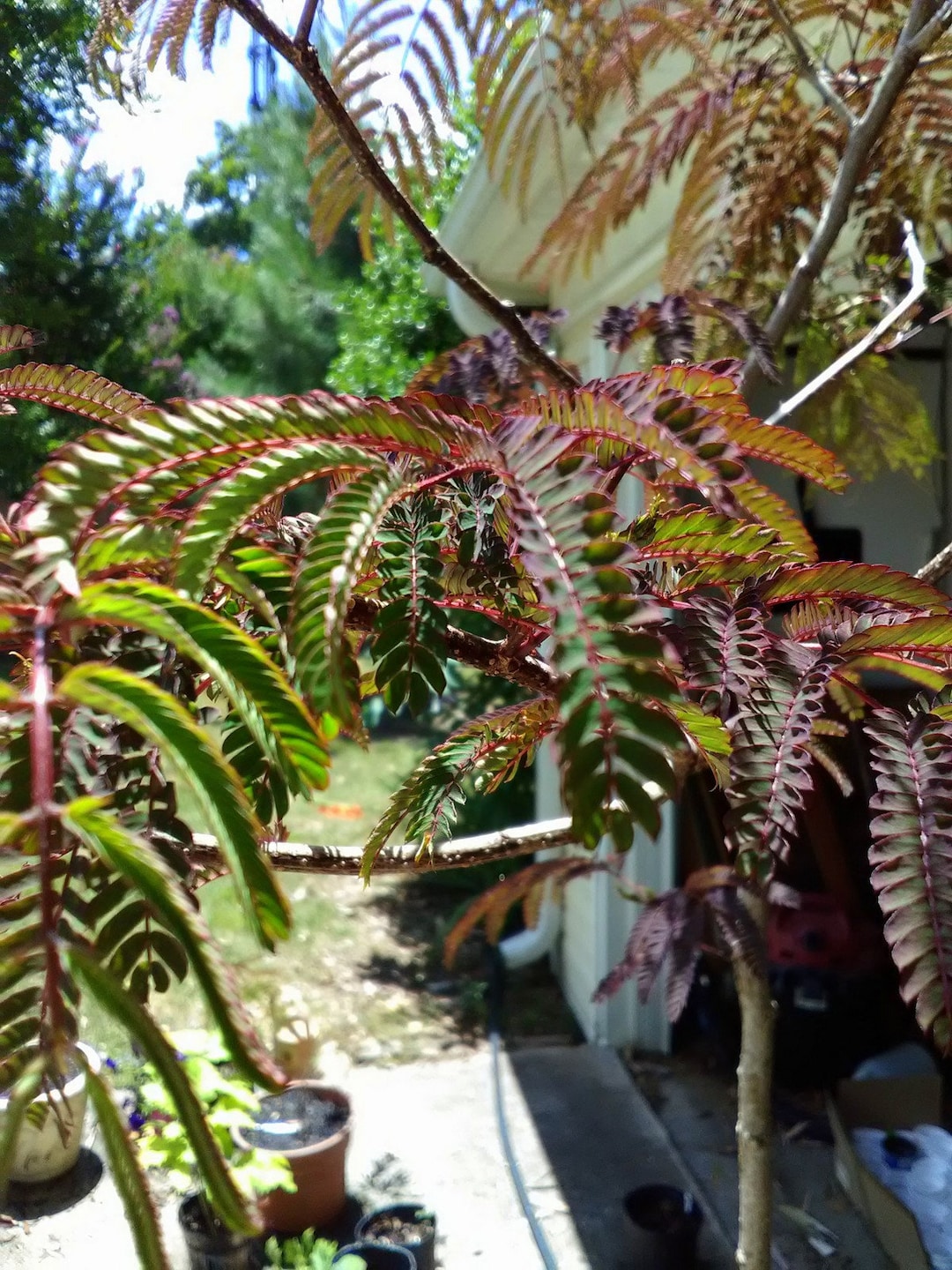 Chocolate Mimosa Tree Seedling From Seed Already Starting to Turn Look