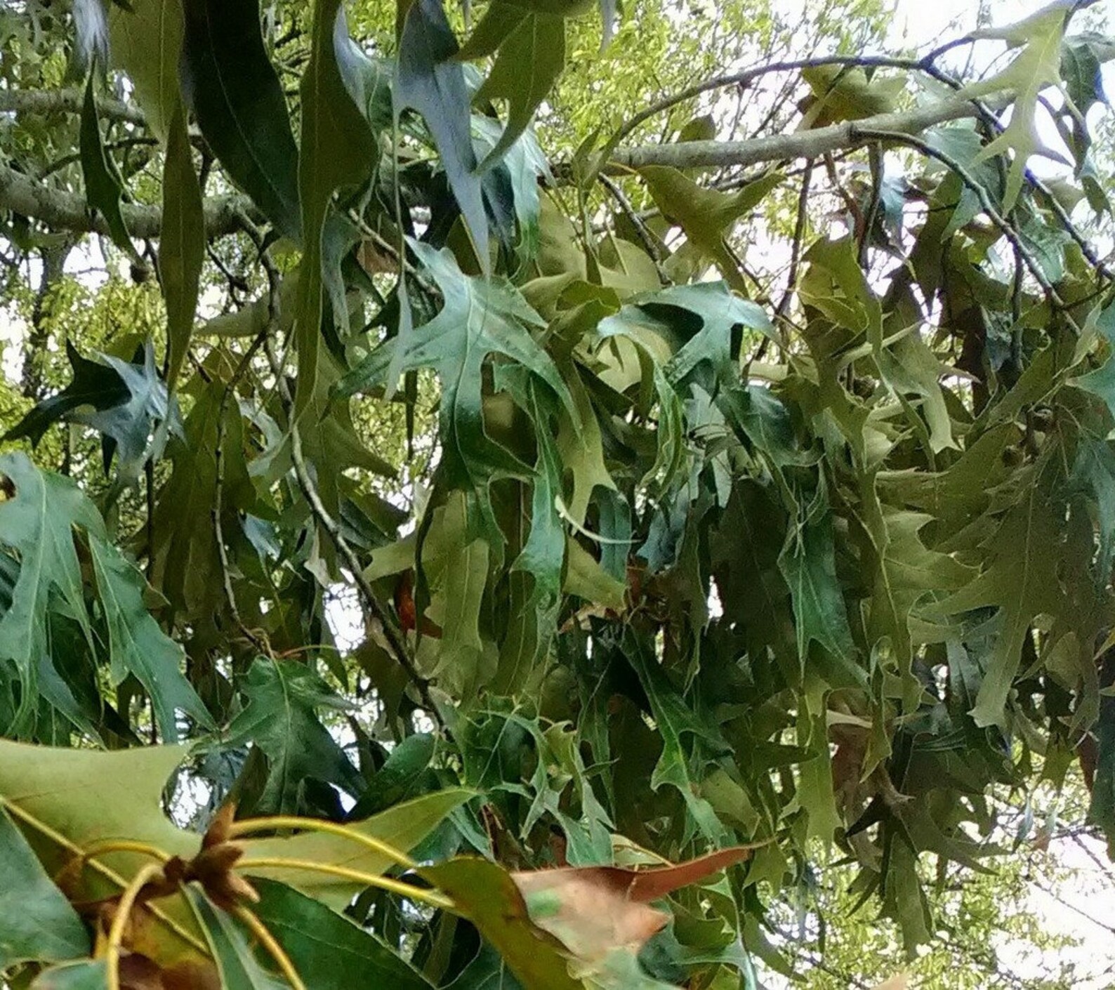 Southern Red Oak tree weeping longtail seedling that is 8 to Etsy