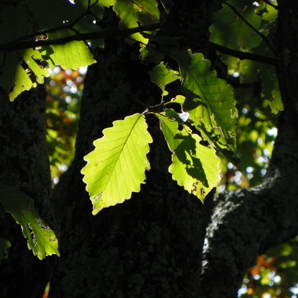 Swamp Chestnut Oak Tree well established  8 to 10 inches Tall deep woods Large Acorns seed landscape beautiful leaves PRE SALE March 29th