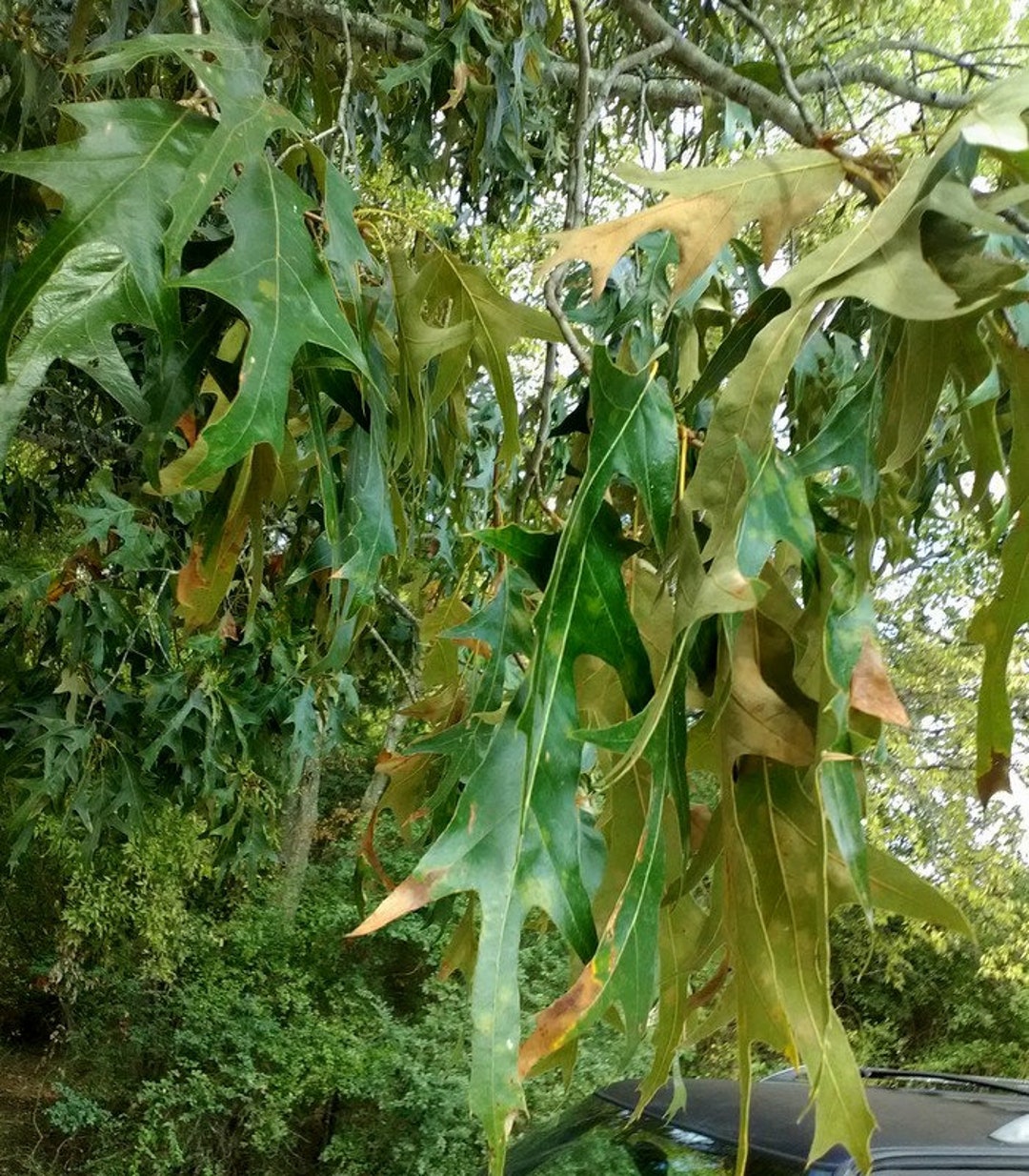 Southern Red Oak Tree Weeping Longtail Seedling That is 8 to Etsy