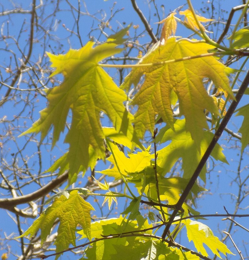 Silver Maple Tree Seedling Well Established and 8 to 12 Inches Etsy
