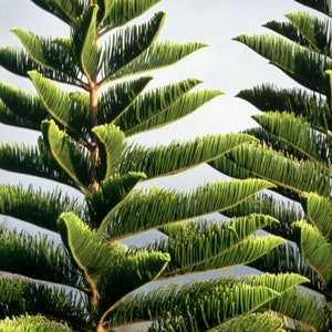 Norfolk Island Pine tree seed ling  (araucaria excelsa) wood   Pure Excelsa Christmas tree see pictures Pre sale April 29th 2024