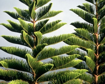 Norfolk Island Pine tree seed ling  (araucaria excelsa) wood   Pure Excelsa Christmas tree see pictures Pre sale April 29th 2024