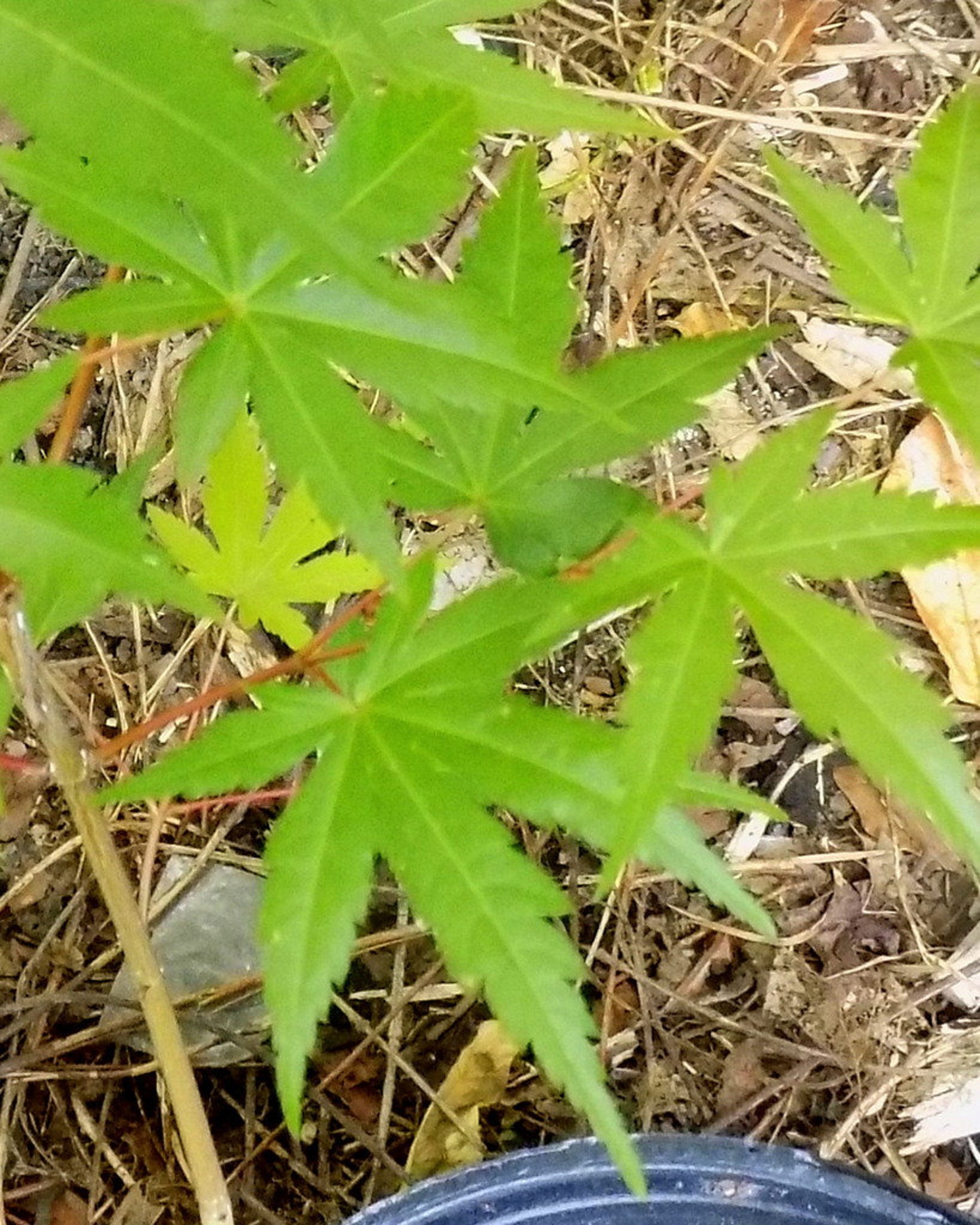 Árbol de arce japonés verde 3ª temporada 24 pulgadas de altura Etsy