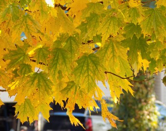 Norway Maple Tree Etsy