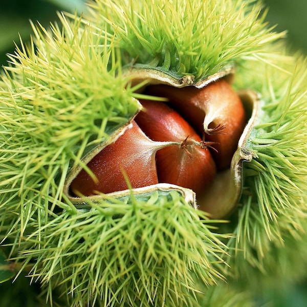 Chestnut tree seedling  (castanea dentata)  8 to 10 inches tall well established roots seed tree  Pre Sale March 29th 2024