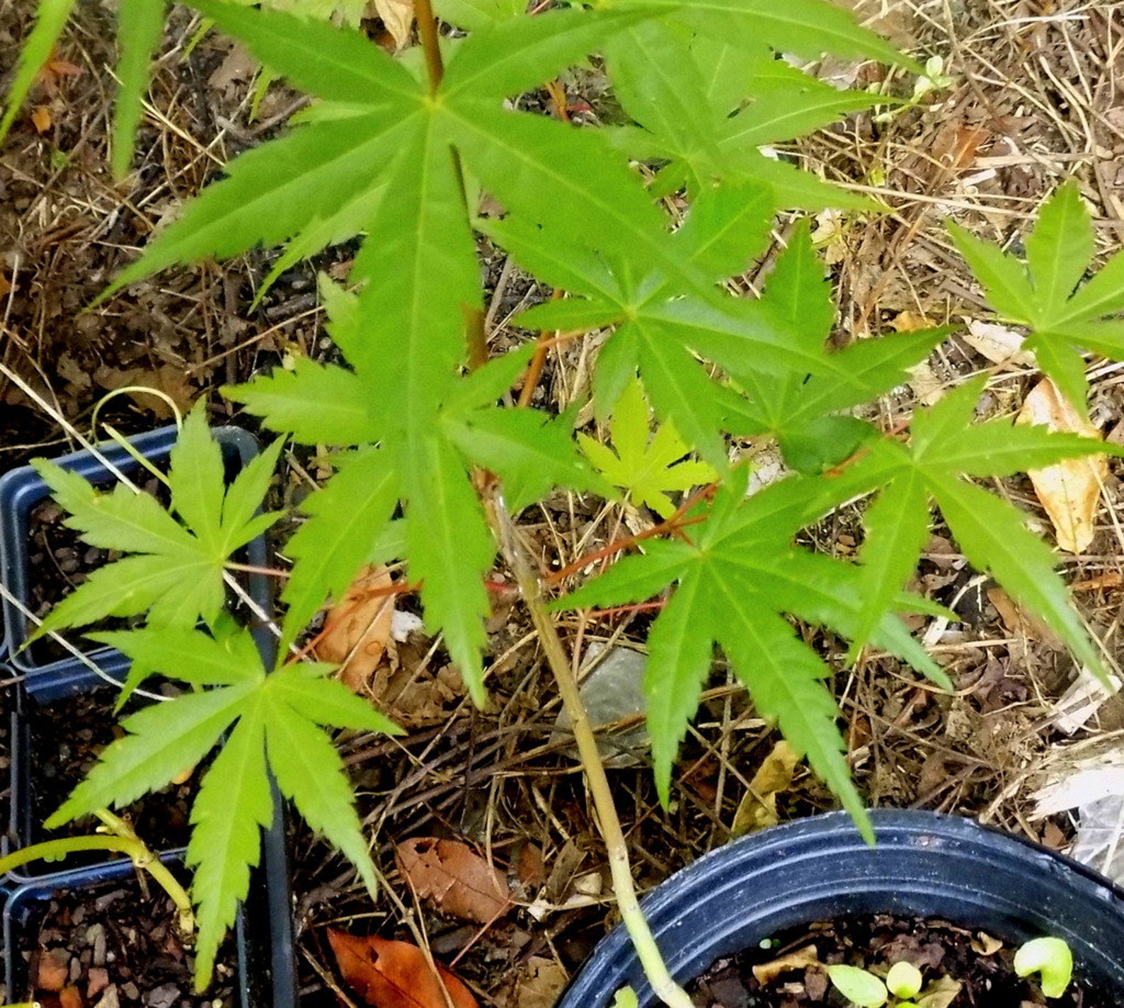 Árbol de arce japonés verde 3ª temporada 24 pulgadas de altura Etsy