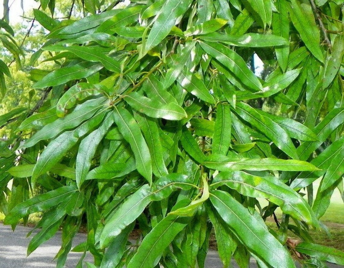 Willow Oak tree seedling that has well established roots Etsy