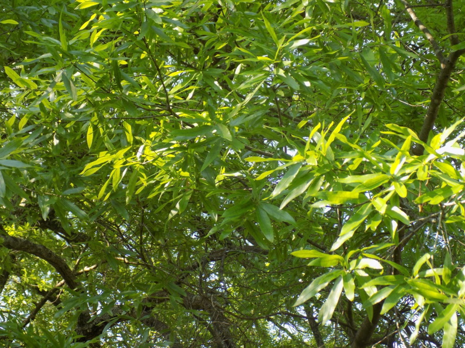 Willow Oak tree seedling that has well established roots Etsy