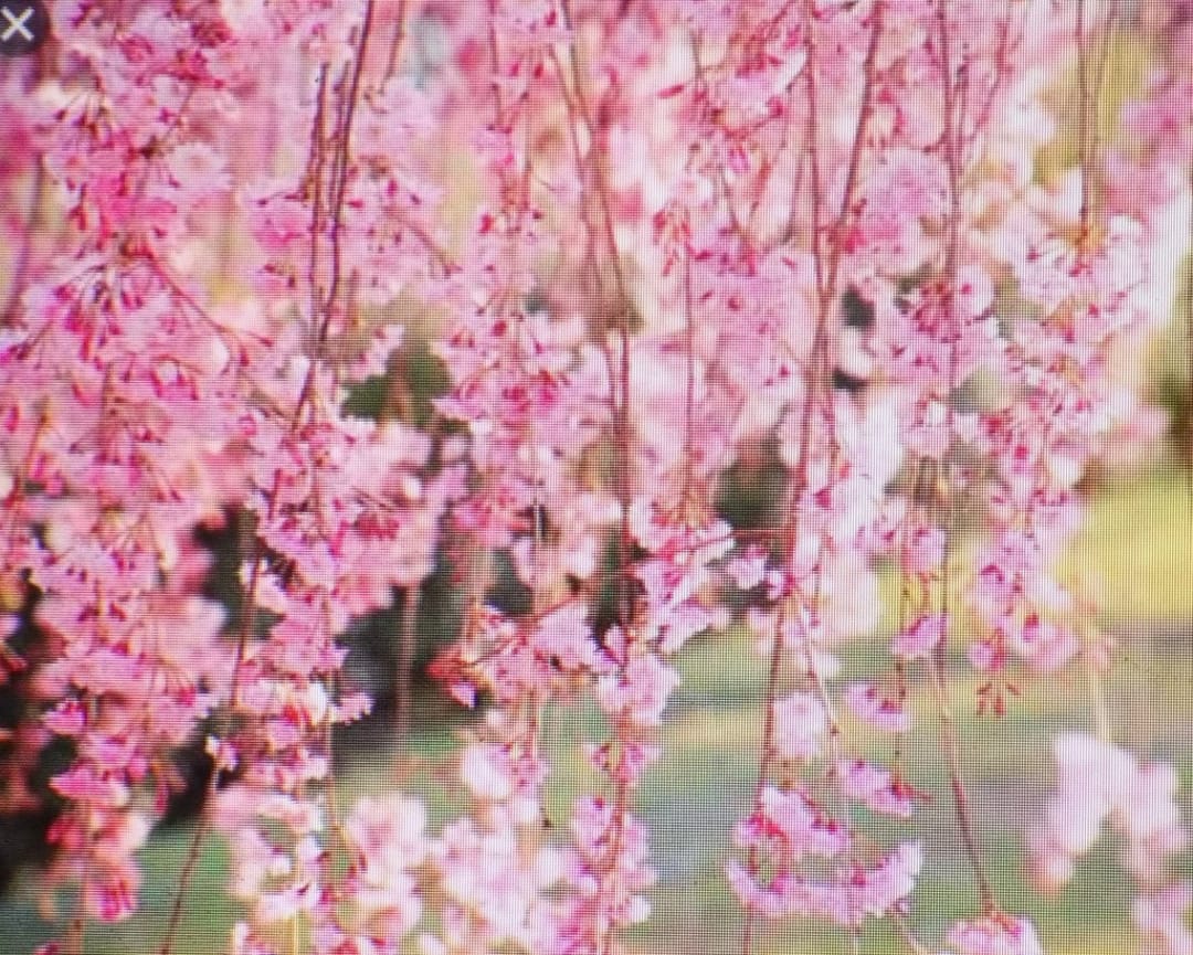 Japanese Weeping Cherry Tree That Is 2nd Year 18 Inches Tall Pink japanese-weeping-cherry-tree-that-is-2nd-year-18-inches-tall-pink