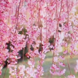Japanese Weeping Cherry Tree  that is 2nd year  18 inches tall pink flower ornamental, ornament pendula seed form